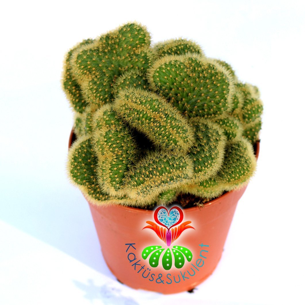 Mammillaria Wildii f. Cristata-Sıradışı Formlu-12 cm Saksıda Kaktüs