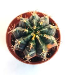 Gymnocalycium Mihanovichii  Variegata  - Renkli, Variegata Köklü Özel tür Kaktüs-5,5 cm Saksıda