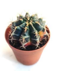 Gymnocalycium Mihanovichii  Variegata  - Renkli, Variegata Köklü Özel tür Kaktüs-5,5 cm Saksıda