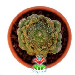 Rebutia Heliosa KK844-Doğal Köklü Turuncu Çiçek Açar-6,5 cm Taş Saksıda