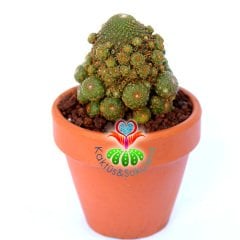 Rebutia Heliosa KK844-Doğal Köklü Turuncu Çiçek Açar-6,5 cm Taş Saksıda