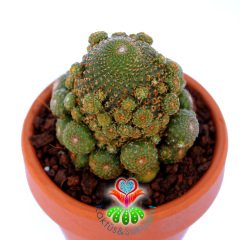 Rebutia Heliosa KK844-Doğal Köklü Turuncu Çiçek Açar-6,5 cm Taş Saksıda