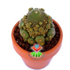 Rebutia Heliosa KK844-Doğal Köklü Turuncu Çiçek Açar-6,5 cm Taş Saksıda