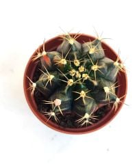 Gymnocalycium Mihanovichii Black Variegata  - Renkli, Variegata Köklü Özel tür Kaktüs-5,5 cm Saksıda