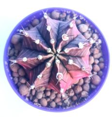 Gymnocalycium Mihanovichii Pink Diamond- Renkli, Variegata Köklü Özel tür Kaktüs-8,5 cm Saksıda