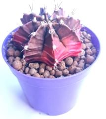 Gymnocalycium Mihanovichii Pink Diamond- Renkli, Variegata Köklü Özel tür Kaktüs-8,5 cm Saksıda