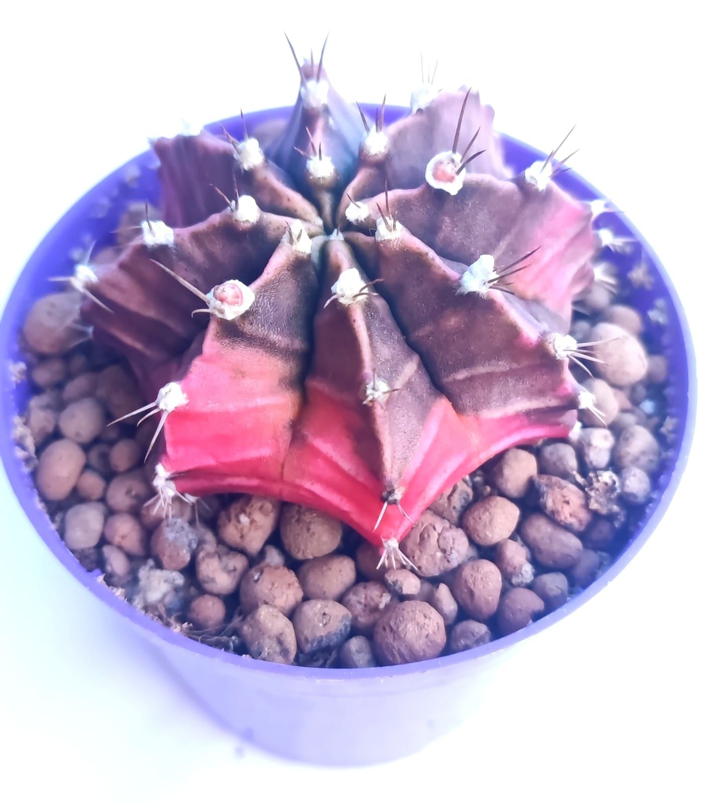 Gymnocalycium Mihanovichii Pink Diamond- Renkli, Variegata Köklü Özel tür Kaktüs-8,5 cm Saksıda