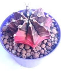 Gymnocalycium Mihanovichii Pink Diamond- Renkli, Variegata Köklü Özel tür Kaktüs-8,5 cm Saksıda