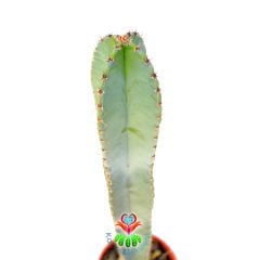 Cereus Peruvianus - 60 cm Uzunluk-17 cm Saksıda Dev Kaktüs