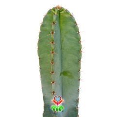 Cereus Peruvianus - 60 cm Uzunluk-17 cm Saksıda Dev Kaktüs