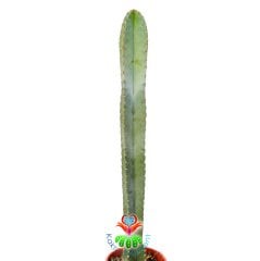Cereus Peruvianus - 60 cm Uzunluk-17 cm Saksıda Dev Kaktüs