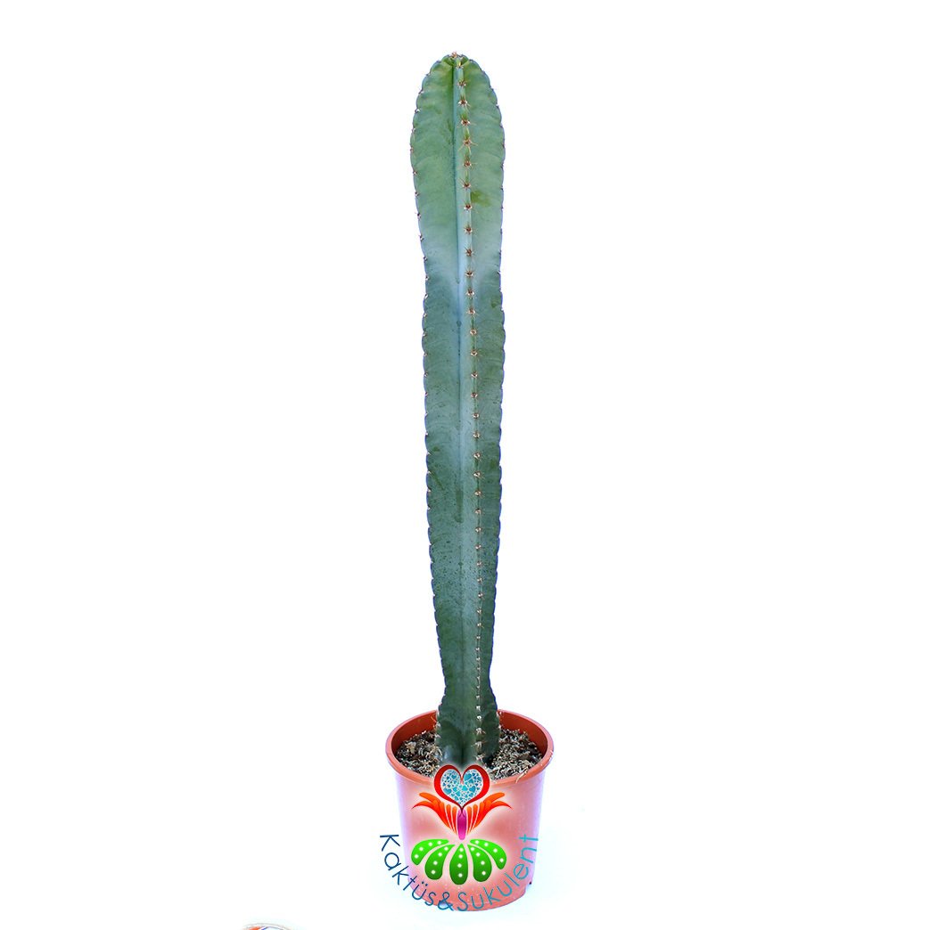 Cereus Peruvianus - 60 cm Uzunluk-17 cm Saksıda Dev Kaktüs