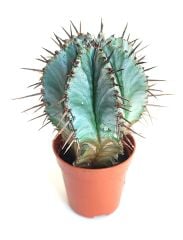 Euphorbia Horrida-5,5 cm Saksıda Bordo Diken Minik Sarı Renk Çiçek Açar-Çok Şık 1.Sınıf ithal