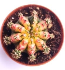 Gymnocalycium Mihonavichi Colorful - Renkli, Variegata Köklü Özel tür Kaktüs-8,5 cm Saksıda İthal
