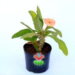 Euphorbia Milii Thai Hybrid-8,5 cm Saksıda-Çift Renk büyük Çiçekli