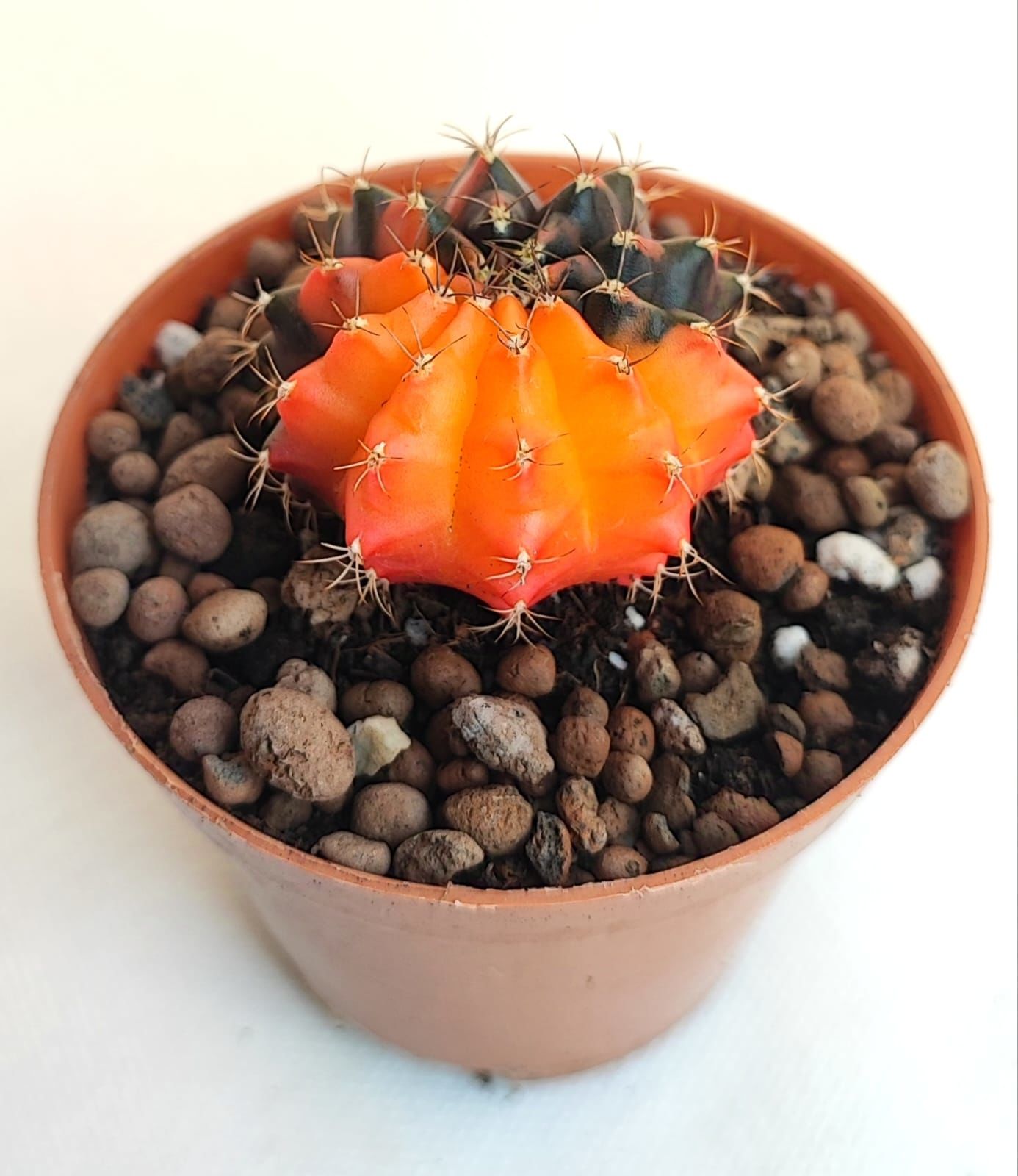 Gymnocalycium Mihanovichi Pink Panther Hybrid Variegata  - Renkli, Variegata Köklü Özel tür Kaktüs-8,5 cm Saksıda