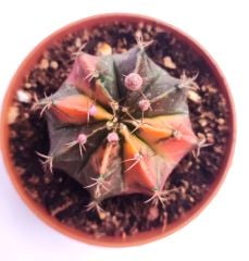 Gymnocalycium Mihanovichi Pink Panther Hybrid Variegata  - Renkli, Variegata Köklü Özel tür Kaktüs-8,5 cm Saksıda