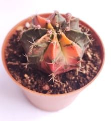 Gymnocalycium Mihanovichi Pink Panther Hybrid Variegata  - Renkli, Variegata Köklü Özel tür Kaktüs-8,5 cm Saksıda
