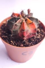 Gymnocalycium Mihanovichi Pink Panther Hybrid Variegata  - Renkli, Variegata Köklü Özel tür Kaktüs-8,5 cm Saksıda