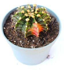Gymnocalycium LB2178 Variegata  Doğal Renk 10,5 cm Saksıda