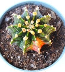 Gymnocalycium LB2178 Variegata  Doğal Renk 10,5 cm Saksıda