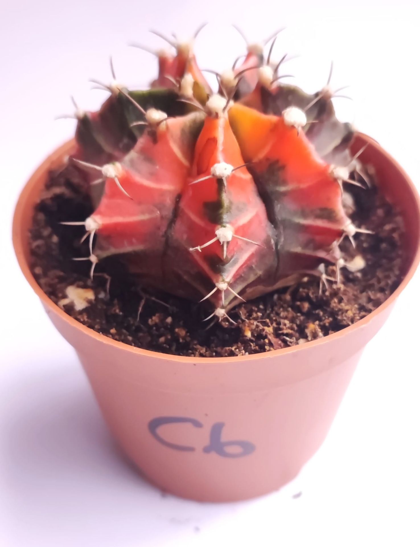 Gymnocalycium Mihanovichi Pink Panther Hybrid Variegata  - Pembe Renkli, Variegata Köklü Özel tür Kaktüs-8,5 cm Saksıda