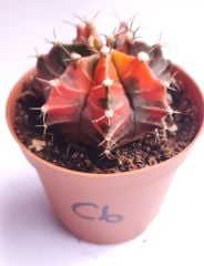 Gymnocalycium Mihanovichi Pink Panther Hybrid Variegata  - Pembe Renkli, Variegata Köklü Özel tür Kaktüs-8,5 cm Saksıda