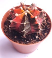Gymnocalycium Mihanovichi Pink Panther Hybrid Variegata  - Pembe Renkli, Variegata Köklü Özel tür Kaktüs-8,5 cm Saksıda