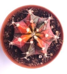 Gymnocalycium Mihanovichi Pink Panther Hybrid Variegata  - Pembe Renkli, Variegata Köklü Özel tür Kaktüs-8,5 cm Saksıda