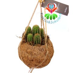 Kokodama Plant- Cereus Kaktüslü-%100 Doğal Materyallerden Oluşur-Askılı-20 cm