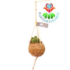 Kokodama Plant- Cereus Kaktüslü-%100 Doğal Materyallerden Oluşur-Askılı-20 cm