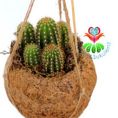 Kokodama Plant- Cereus Kaktüslü-%100 Doğal Materyallerden Oluşur-Askılı-20 cm