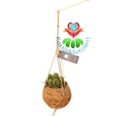 Kokodama Plant- Cereus Kaktüslü-%100 Doğal Materyallerden Oluşur-Askılı-20 cm