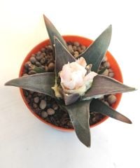 Ariocarpus Confusus  -Yaşayan Fosil- 6-7 Yaşında Nadir Koleksiyon Türü Kaktüs 8,5 cm Saksıda