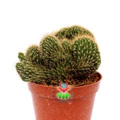 Kaktüs, Stenocereus Hollianus Cristata Nadir Tür - 8,5 cm saksıda- Sıra Dışı Beyin Kaktüs