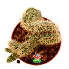 Kaktüs, Stenocereus Hollianus Cristata Nadir Tür - 8,5 cm saksıda- Sıra Dışı Beyin Kaktüs