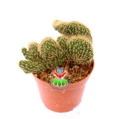 Kaktüs, Stenocereus Hollianus Cristata Nadir Tür - 8,5 cm saksıda- Sıra Dışı Beyin Kaktüs