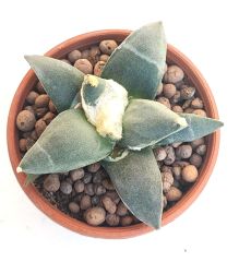 Ariocarpus Retusus Forma Major -Yaşayan Fosil- 6-7 Yaşında Nadir Koleksiyon Türü Kaktüs 8,5 cm Saksıda