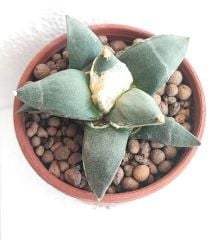 Ariocarpus Retusus Forma Major -Yaşayan Fosil- 6-7 Yaşında Nadir Koleksiyon Türü Kaktüs 8,5 cm Saksıda