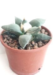Ariocarpus Retusus Forma Major -Yaşayan Fosil- 6-7 Yaşında Nadir Koleksiyon Türü Kaktüs 8,5 cm Saksıda