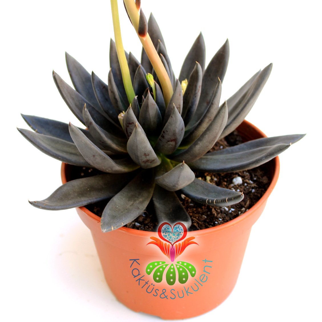 Echeveria 'Black Prince' Kara Prens'- Siyah Renk - Dev Boy Nadir TÜR Sukulent-15 cm saksıda-Kaktüs