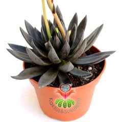 Echeveria 'Black Prince' Kara Prens'- Siyah Renk - Dev Boy Nadir TÜR Sukulent-15 cm saksıda-Kaktüs
