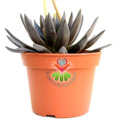 Echeveria 'Black Prince' Kara Prens'- Siyah Renk - Dev Boy Nadir TÜR Sukulent-15 cm saksıda-Kaktüs