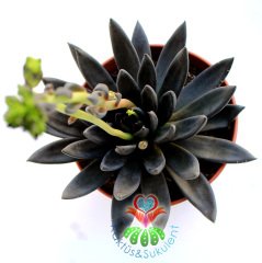 Echeveria 'Black Prince' Kara Prens'- Siyah Renk - Dev Boy Nadir TÜR Sukulent-15 cm saksıda-Kaktüs