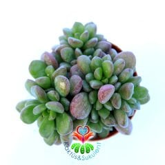 Sedum Lucidum-5,5 cm Saksıda-Yaprak Uçları Kızarır