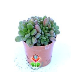 Sedum Lucidum-5,5 cm Saksıda-Yaprak Uçları Kızarır