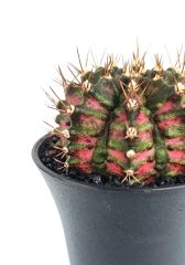 Gymnocalycium T-Rex Hybrid Pink 7,5 cm Saksılı Nadir Tür İthal Kaktüs
