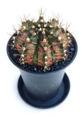 Gymnocalycium T-Rex Hybrid Pink 7,5 cm Saksılı Nadir Tür İthal Kaktüs
