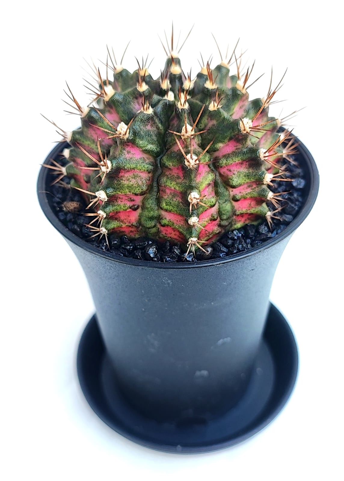 Gymnocalycium T-Rex Hybrid Pink 7,5 cm Saksılı Nadir Tür İthal Kaktüs