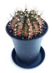 Gymnocalycium T-Rex Hybrid Pink 7,5 cm Saksılı Nadir Tür İthal Kaktüs